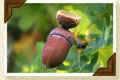 Acorn