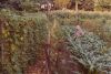 Filename=1408 polo ~ mr yow_s garden ~ 1973 - Copy.jpg
Filesize=205KiB
Dimensions=1024x689
Date added=Feb 26, 2008 1408 polo ~ mr yow_s garden ~ 1973 - Copy.jpg